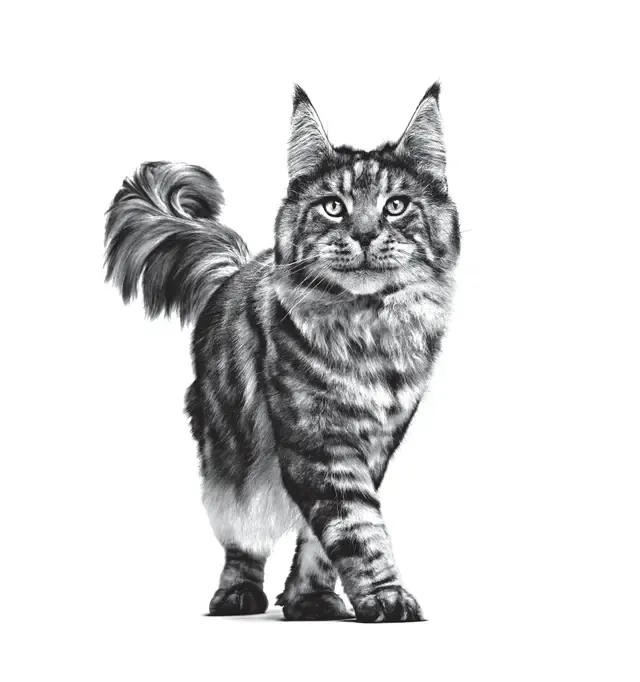Royal Canin Neutered Maintenance Yaş Kedi Maması 85 Gr 12'li
