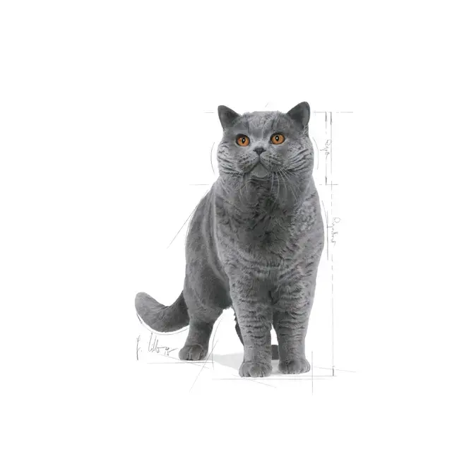 Royal Canin British Shorthair 10 kg Yetişkin Kedi Maması