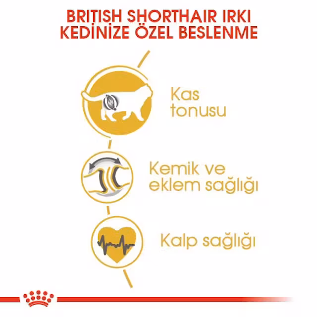 Royal Canin British Shorthair 10 kg Yetişkin Kedi Maması
