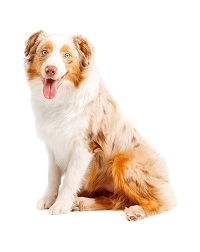 Köpek