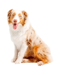 Köpek
